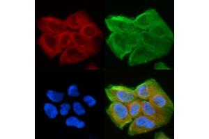 ABIN6263849 and ABIN6278605 staining Hela cells(30 min of UV treatment) by IF/ICC. (OR2A5/2A14 (C-Term) 抗体)