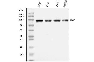 Western blot analysis of B Raf/BRAF using anti-B Raf/BRAF antibody (ABIN3043761). (BRAF 抗体  (AA 38-230))