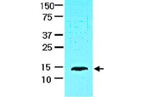 Cell lysate of HepG2 (30 ug) was resolved by SDS-PAGE and probed with FABP1 monoclonal antibody, clone 2G4  (1:1000). (FABP1 抗体  (AA 1-127))