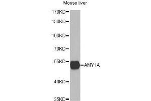 Western blot analysis of extracts of mouse liver, using AMY1A antibody.