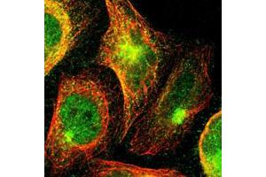 Immunofluorescent staining of U-2 OS with ARID3A polyclonal antibody  (Green) shows positivity in cytoplasm, the Golgi apparatus and nucleus but excluded from the nucleoli. (ARID3A 抗体)