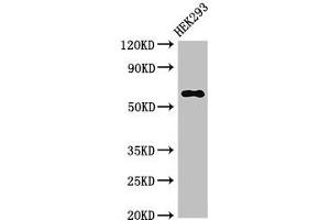 Western Blot Positive WB detected in: HEK293 whole cell lysate All lanes: TRAF3 antibody at 3. (TRAF3 抗体  (AA 1-40))