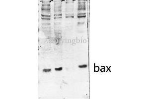 Western Blot (WB) analysis of HeLa MCF-7 U2OS 3T3 cells, antibody was diluted at 1:500. (BAX 抗体  (Internal Region))