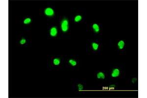 Immunofluorescence (IF) image for anti-GA Binding Protein Transcription Factor, alpha Subunit 60kDa (GABPA) (AA 1-100) antibody (ABIN515888)
