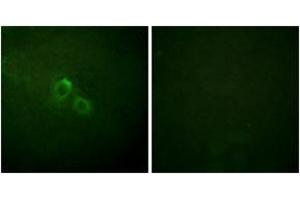 Immunofluorescence (IF) image for anti-Potassium Voltage-Gated Channel, Shaker-Related Subfamily, Member 3 (KCNA3) (AA 101-150) antibody (ABIN2888894)