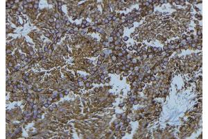 ABIN6276551 at 1/100 staining Mouse testis tissue by IHC-P. (NCF1 抗体  (C-Term))