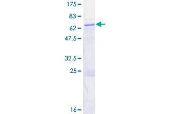 RBM4B Protein (AA 1-359) (GST tag)