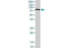 BRD3 monoclonal antibody (M03A), clone 6C10. (BRD3 抗体  (AA 418-556))