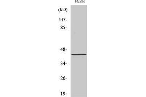 anti-Carbohydrate Sulfotransferase 10 (CHST10) (AA 160-240) antibody