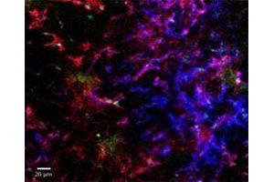 Immunofluorescence (IF) image for anti-Egf-Like Module Containing, Mucin-Like, Hormone Receptor-Like 1 (EMR1) antibody (Alexa Fluor 647) (ABIN2657886) (F4/80 抗体  (Alexa Fluor 647))