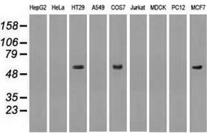 Western blot analysis of extracts (35 µg) from 9 different cell lines by using anti-anti-NRBP1monoclonal antibody. (NRBP1 抗体)