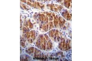 Immunohistochemistry (IHC) image for anti-CDC14 Cell Division Cycle 14 Homolog A (CDC14A) antibody (ABIN3003762) (CDC14A 抗体)