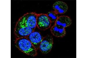 Immunofluorescence (IF) image for anti-Glyceraldehyde-3-Phosphate Dehydrogenase (GAPDH) (AA 62-91) antibody (ABIN3029800)
