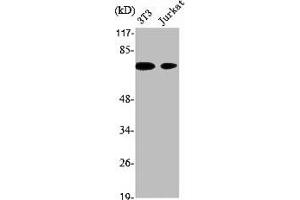 Western Blot analysis of NIH-3T3 Jurkat cells using XRCC1 Polyclonal Antibody