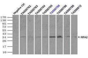 Image no. 2 for anti-Replication Protein A2, 32kDa (RPA2) antibody (ABIN1500739) (RPA2 抗体)