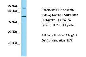 Western Blotting (WB) image for anti-CD6 (CD6) (C-Term) antibody (ABIN970340) (CD6 抗体  (C-Term))
