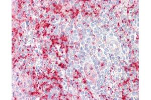 Anti-SEPT1 / Septin 1 antibody IHC staining of human spleen. (Septin 1 抗体  (C-Term))