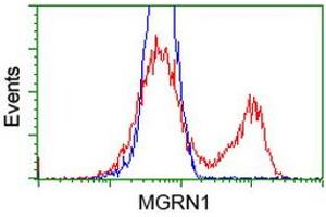 HEK293T cells transfected with either RC208284 overexpress plasmid (Red) or empty vector control plasmid (Blue) were immunostained by anti-MGRN1 antibody (ABIN2454418), and then analyzed by flow cytometry. (Mahogunin RING Finger Protein 1 抗体)