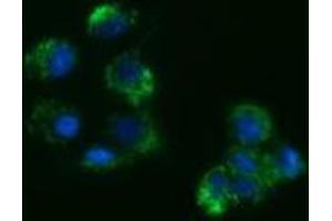 Immunofluorescence (IF) image for anti-Acetyl-CoA Acyltransferase 2 (ACAA2) antibody (ABIN2715631) (ACAA2 抗体)