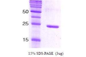 SDS-PAGE (SDS) image for Synaptosomal-Associated Protein, 25kDa (SNAP25) protein (ABIN666820) (SNAP25 蛋白)