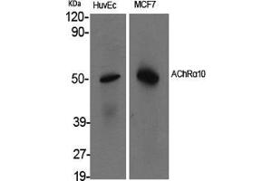 Western Blot (WB) analysis of specific cells using AChRalpha10 Polyclonal Antibody. (CHRNA10 抗体  (C-Term))