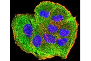 Immunofluorescence (IF) image for anti-AE Binding Protein 2 (AEBP2) (AA 358-495) antibody (ABIN5611314)