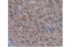 IHC-P analysis of Human Liver Tissue, with DAB staining. (MSTN 抗体  (AA 266-375))