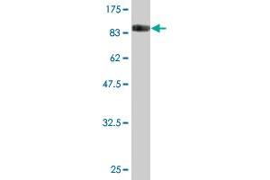 Western Blot detection against Immunogen (88. (FAM200A 抗体  (AA 1-573))