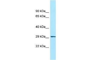 WB Suggested Anti-ORAI3 Antibody Titration: 1. (ORAI3 抗体  (N-Term))
