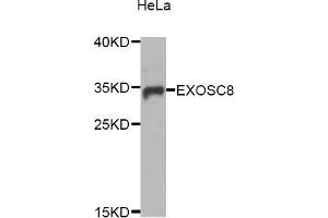 Western Blotting (WB) image for anti-Exosome Component 8 (EXOSC8) antibody (ABIN1875938) (EXOSC8 抗体)
