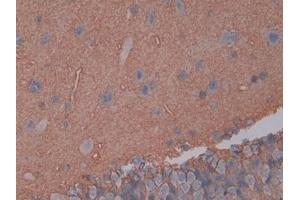 Detection of AQP4 in Rat Cerebrum Tissue using Polyclonal Antibody to Aquaporin 4 (AQP4) (Aquaporin 4 抗体  (AA 179-314))