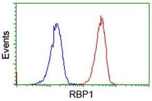 Image no. 1 for anti-Retinol Binding Protein 1, Cellular (RBP1) antibody (ABIN1497626)