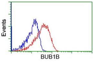 Image no. 2 for anti-Budding Uninhibited By Benzimidazoles 1 Homolog beta (Yeast) (BUB1B) antibody (ABIN1496997) (BUB1B 抗体)