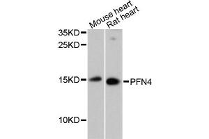 Western blot analysis of extracts of various cell lines, using PFN4 antibody (ABIN6291600) at 1:3000 dilution. (Profilin 4 抗体)