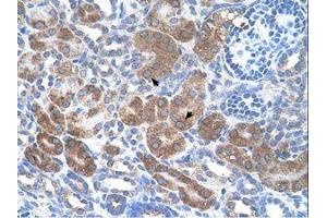 Image no. 1 for anti-CD36 (CD36) (N-Term) antibody (ABIN6738418) (CD36 抗体  (N-Term))