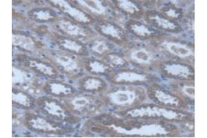IHC-P analysis of Human Kidney Tissue, with DAB staining. (POFUT1 抗体  (AA 238-388))