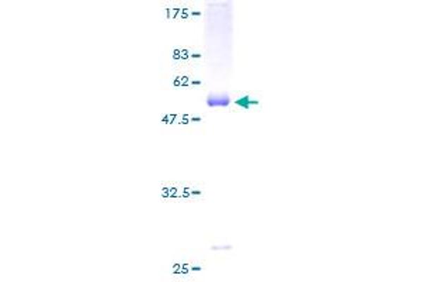 DREAM Protein (AA 1-256) (GST tag)