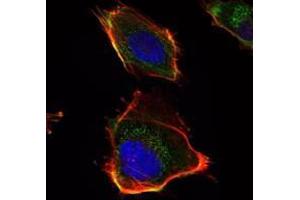 Immunofluorescence analysis of U251 cells using HAS1 antibody (green). (HAS1 抗体)