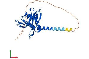 Protein Structure (PS) image for ARD1 Homolog, N-Acetyltransferase (ARD1A) (AA 1-235) protein (His tag) (ABIN7561777)