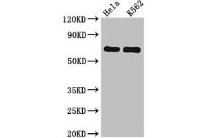 Western Blot Positive WB detected in: Hela whole cell lysate, K562 whole cell lysate All lanes: SNX9 antibody at 6. (SNX9 抗体  (AA 85-200))