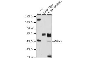 Immunoprecipitation analysis of 200 μg extracts of HeLa cells, using 3 μg GLRX3 antibody (ABIN6129752, ABIN6141153, ABIN6141155 and ABIN6221599). (GLRX3 抗体  (AA 1-335))