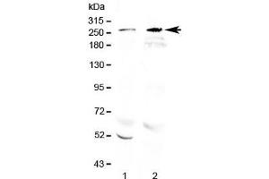 Western blot testing of 1) rat brain and 2) mouse brain lysate with RanBP2 antibody at 0. (RANBP2 抗体  (AA 3018-3057))