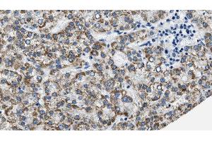 Immunohistochemistry (IHC) image for anti-Prostaglandin E Receptor 3 (Subtype EP3) (PTGER3) (C-Term) antibody (ABIN6257004)