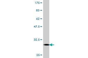 Western Blot detection against Immunogen (30. (FPR2 抗体  (AA 163-205))