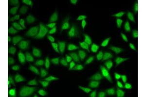 Immunofluorescence (IF) image for anti-Centrin, EF-Hand Protein, 2 (CETN2) antibody (ABIN1876585) (CETN2 抗体)