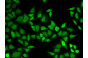 Immunofluorescence (IF) image for anti-Centrin, EF-Hand Protein, 2 (CETN2) antibody (ABIN1876585) (CETN2 抗体)