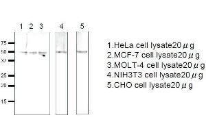 Western Blotting (WB) image for anti-Ras-Related GTP Binding C (RRAGC) (full length) antibody (ABIN2452103)