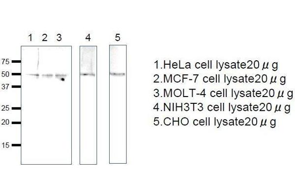 GTR2 anticorps  (full length)