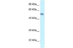 Western Blot showing Zfp472 antibody used at a concentration of 1. (Zfp472 抗体  (N-Term))