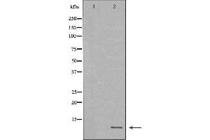 Western blot analysis of extracts of MB435, using HAMP antibody. (Hepcidin 抗体  (Internal Region))